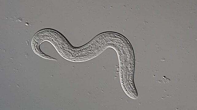 Nematode Parasite in canine feces under microscope 