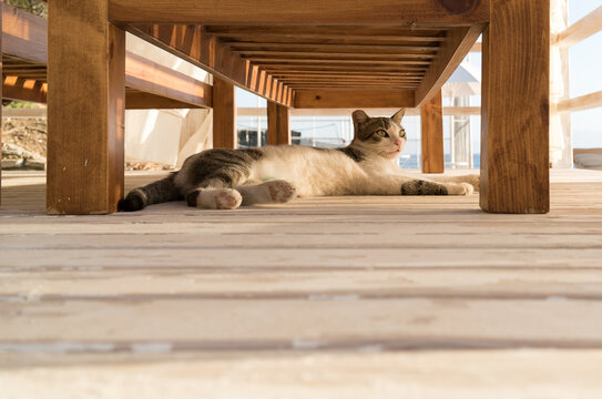 cat