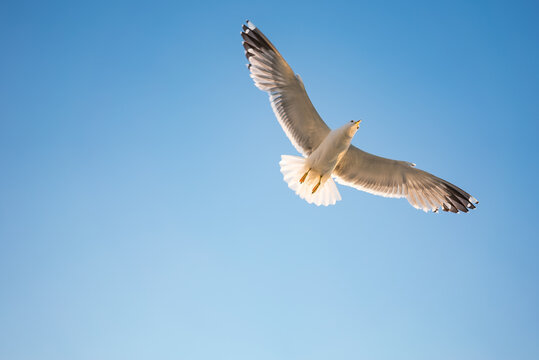 flying seagull 