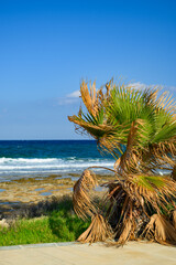 Palm Tree Close-Up with Sea in Background
