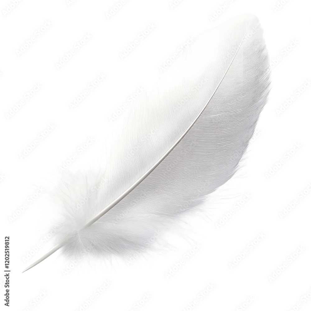 Canvas Prints white feather isolated on transparent background cutout