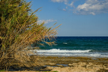 Coastal Scene with Waves and Reeds
