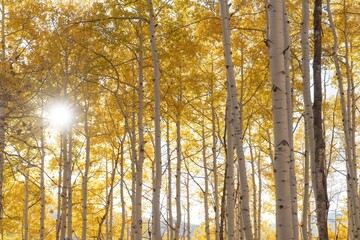 USA, Colorado, Gunnison National Forest. Sunburst on aspen grove.