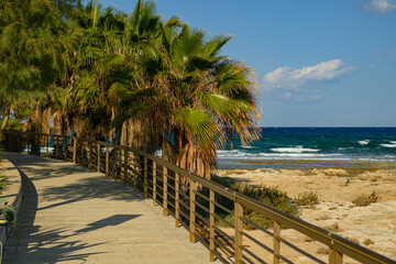 Wooden Walkway Surrounded by Palm Trees and Ocean View
