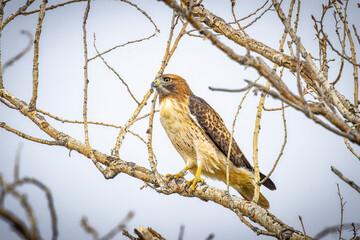 USA, Colorado, Fort Collins. Red-tailed hawk close-up in tree..