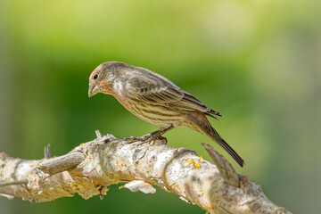 USA, Colorado, Fort Collins. Male house finch in tree.