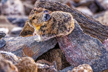 USA, Colorado, Rocky Mountain National Park. American pika on rocks.
