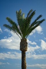Towering Palm Tree under a Bright Sky