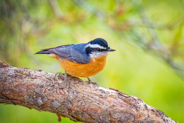 USA, Colorado, Fort Collins. Red-breasted nuthatch on limb.