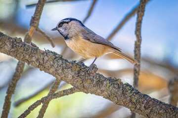 USA, Colorado, Estes Park. Mountain chickadee on limb.