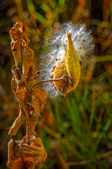 USA, Colorado, Fort Collins. Showy milkweed seed pods in autumn.