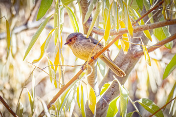 USA, Colorado, Fort Collins. Male American bushtit in tree.