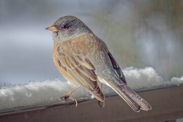 USA, Colorado, Fort Collins. Dark-eyed junco bird on snowy wire.