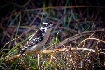 USA, Colorado, Fort Collins. Male downy woodpecker bird.