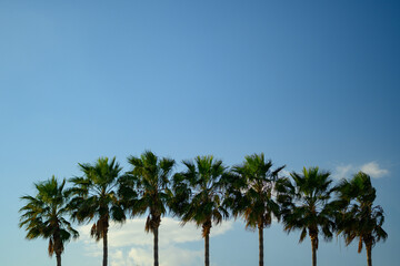 Row of Palm Trees against Clear Blue Sky