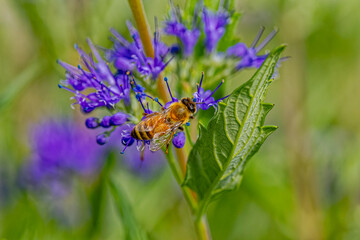 USA, Colorado, Fort Collins. Honey bee on spirea flowers.