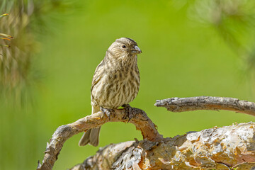 USA, Colorado, Fort Collins. Female American house finch on limb.