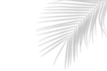 Palm leaves leaf shadow on white background. Natural palm branch shadow on transparent background. Tropical palm leaves shadow overlay effect. PNG file, ideal for summer spring design elements