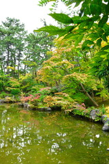 Obraz premium 白山神社の紅葉（新潟県）