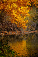 USA, Colorado, Fort Collins. Forest autumn colors reflect in lake.