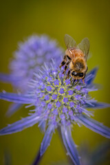 USA, Colorado, Fort Collins. Honey bee on sea holly flower.