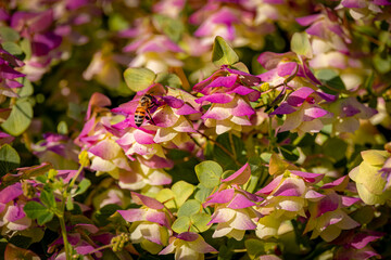 USA, Colorado, Fort Collins. Honey bee on ornamental oregano flowers.