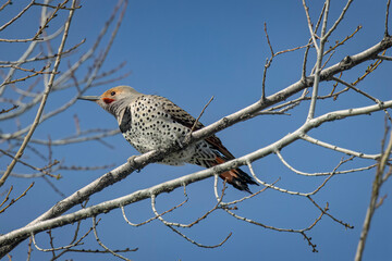 USA, Colorado, Fort Collins. Orange-shafted northern flicker close-up.