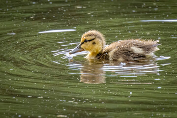USA, Colorado, Fort Collins. Mallard duck duckling in water.