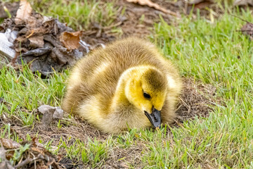 USA, Colorado, Fort Collins. Canada goose gosling in grass.