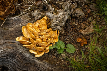 USA, Colorado, Fort Collins. Wood decay mushrooms.