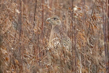 winter camouflage (pheasant)