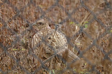 young pheasant