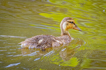 USA, Colorado, Fort Collins. Mallard duck duckling in water.