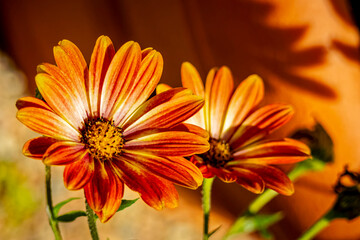 USA, Colorado, Fort Collins. Daisy flower close-up.