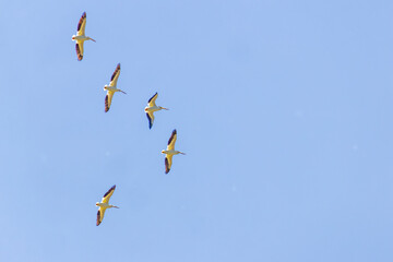 USA, Colorado, Fort Collins. American white pelicans in flight.