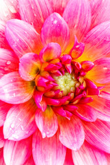 USA, Colorado, Fort Collins. Dahlia flower close-up.