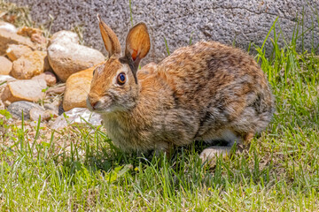 USA, Colorado, Fort Collins. Eastern cottontail rabbit.