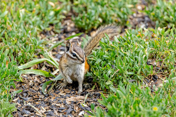 USA, Colorado, Gould. Close-up of least chipmunk.