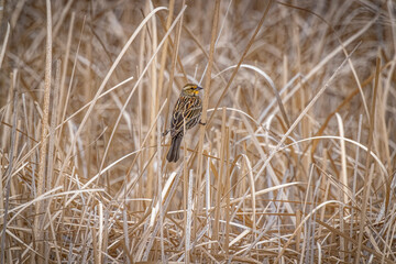 USA, Colorado, Fort Collins. Female red-winged blackbird in reeds.
