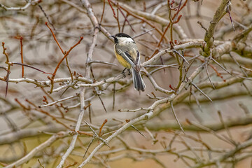 USA, Colorado, Fort Collins. Black-capped chickadee in tree.