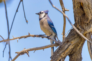 USA, Colorado, Fort Collins. Blue jay close-up.