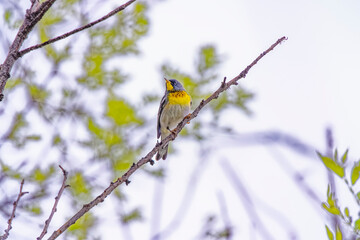 USA, Colorado, Fort Collins. Northern parula bird in tree.