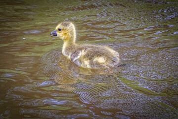 USA, Colorado, Fort Collins. Canada goose gosling in water.
