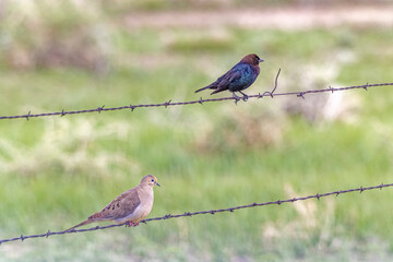 USA, Colorado, Fort Collins. Birds on fence wire.