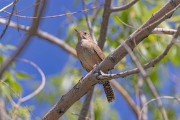 USA, Colorado, Fort Collins. House wren in tree.