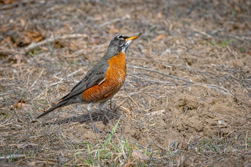 USA, Colorado, Fort Collins. Female American robin close-up.