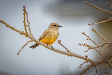 USA, Colorado, Fort Collins. Say's phoebe bird in tree.