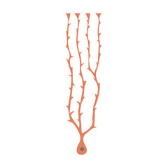 bergmann glia colored icon