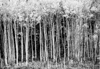 Color stock image of Row of Aspen trees.