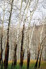 Obraz premium USA, Colorado. Aspen trees in Arapaho National Forest.